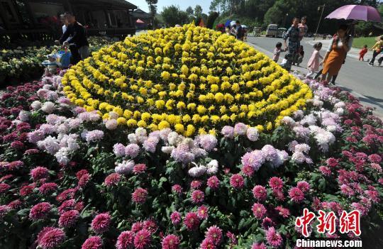 福建連城深秋賞菊正當時 引眾多市民前來觀賞