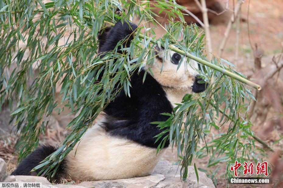 旅美大熊貓“寶寶”啟程回國 飼養(yǎng)員依依惜別