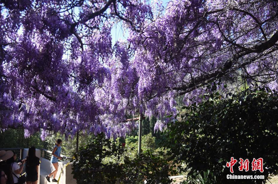 中國(guó)紫藤花盛放洛杉磯 百年節(jié)日引游人如織