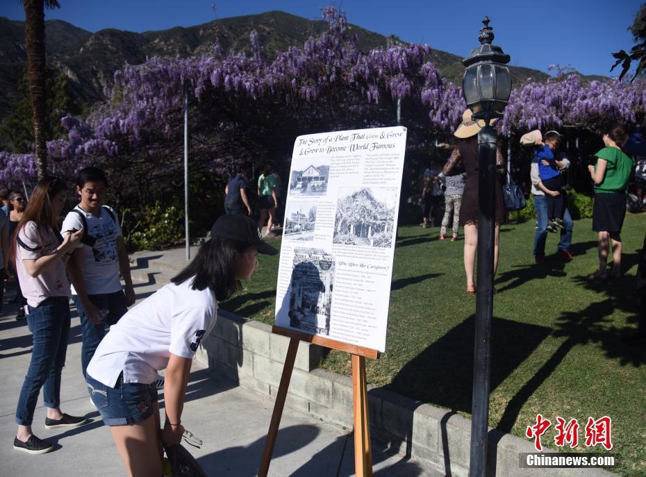 中國紫藤花盛放洛杉磯 百年節(jié)日引游人如織