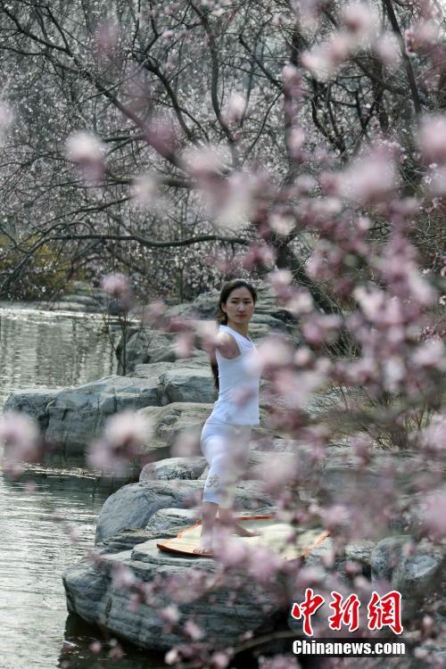 北京植物園山桃花盛開 市民紛至沓來