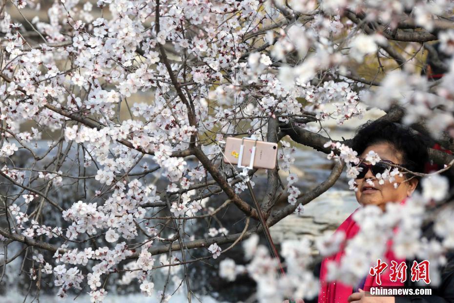 北京植物園山桃花盛開 市民紛至沓來