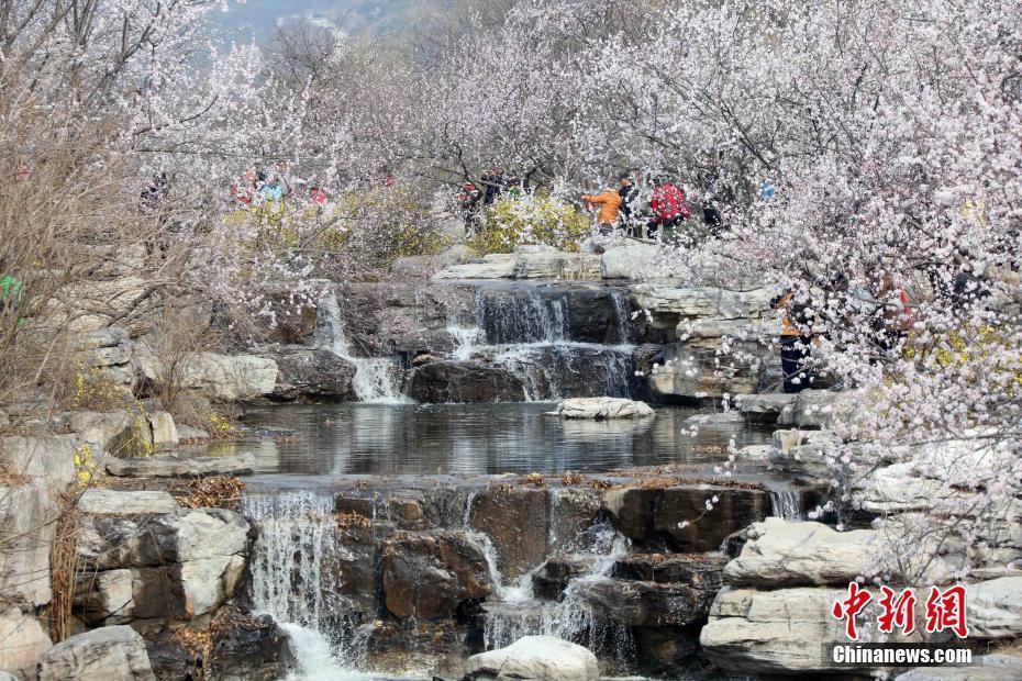 北京植物園山桃花盛開 市民紛至沓來