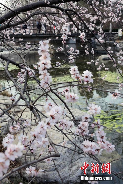 北京植物園山桃花盛開(kāi) 市民紛至沓來(lái)