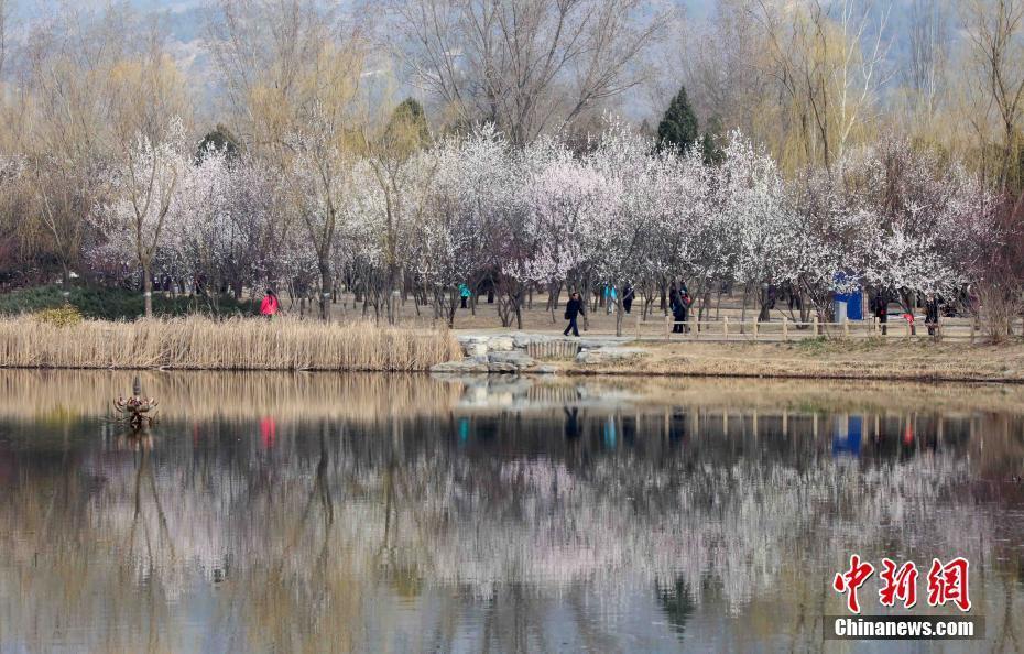 北京植物園山桃花盛開 市民紛至沓來