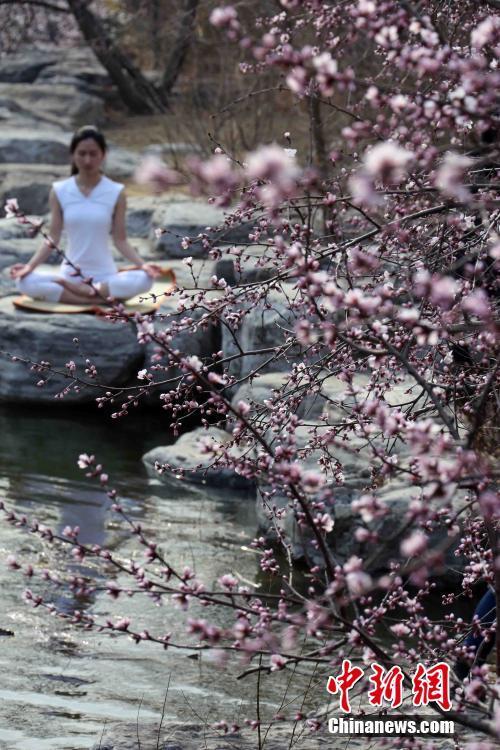 北京植物園山桃花盛開 市民紛至沓來