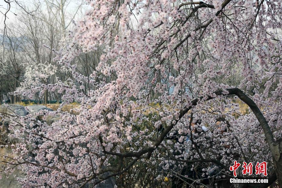 北京植物園山桃花盛開 市民紛至沓來