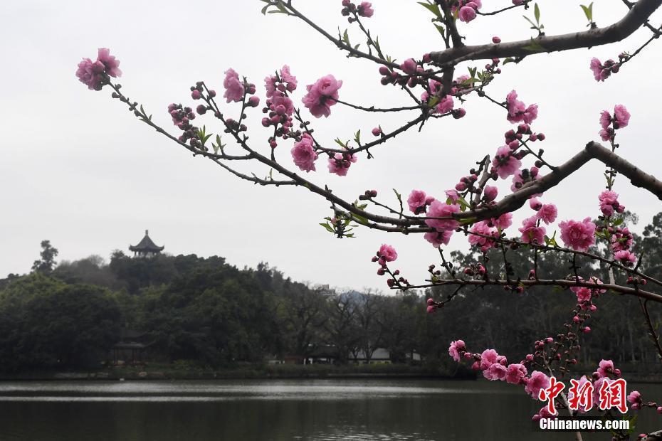 福州西湖桃花盛開(kāi)引游人