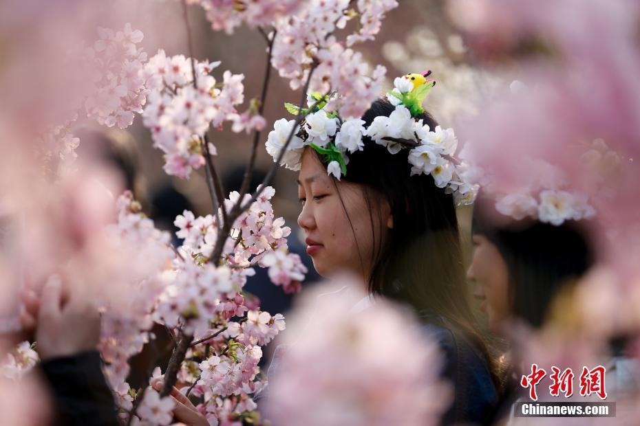 北京玉淵潭公園早櫻綻放迎春 吸引游客賞櫻踏春