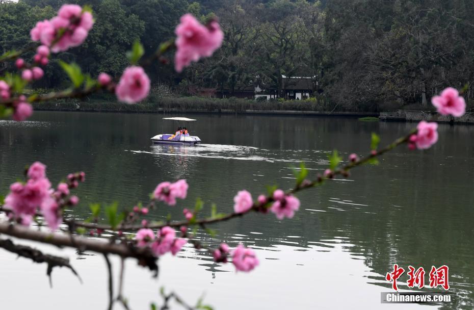 福州西湖桃花盛開引游人