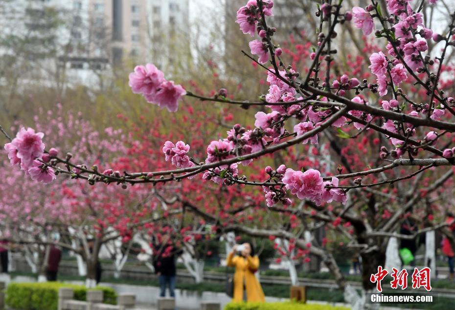 福州西湖桃花盛開(kāi)引游人