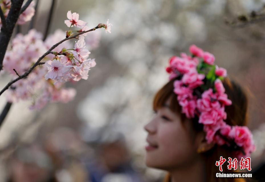 北京玉淵潭公園早櫻綻放迎春 吸引游客賞櫻踏春