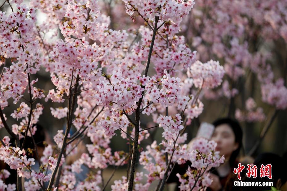 北京玉淵潭公園早櫻綻放迎春 吸引游客賞櫻踏春