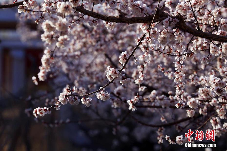 新疆天山中部萬(wàn)畝杏園花開(kāi)正旺