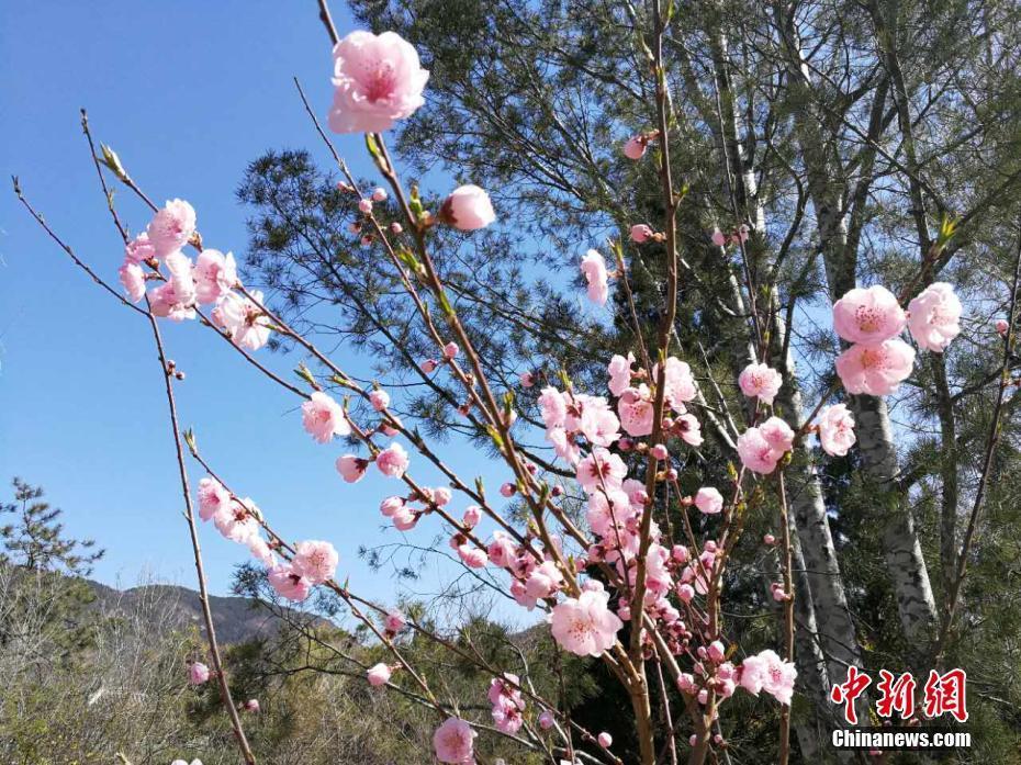 陽春三月賞花好時節(jié) 京城遍地姹紫嫣紅