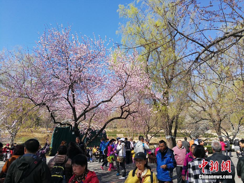 陽春三月賞花好時節(jié) 京城遍地姹紫嫣紅