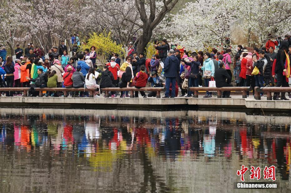 陽春三月賞花好時節(jié) 京城遍地姹紫嫣紅