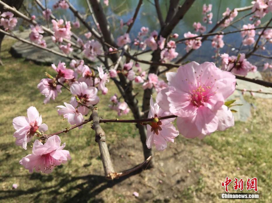 陽春三月賞花好時(shí)節(jié) 京城遍地姹紫嫣紅