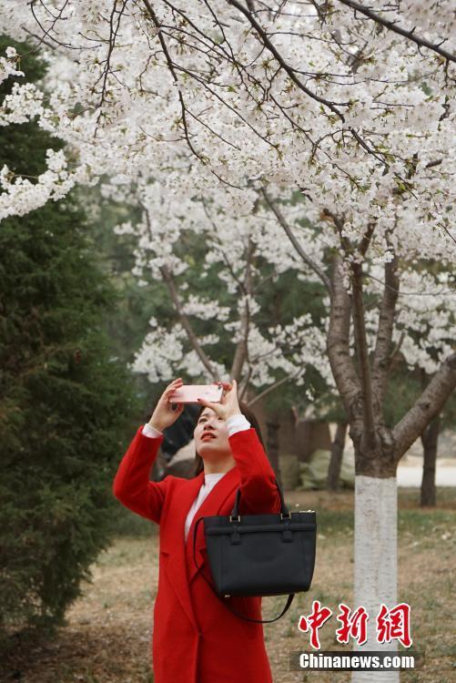 陽春三月賞花好時(shí)節(jié) 京城遍地姹紫嫣紅