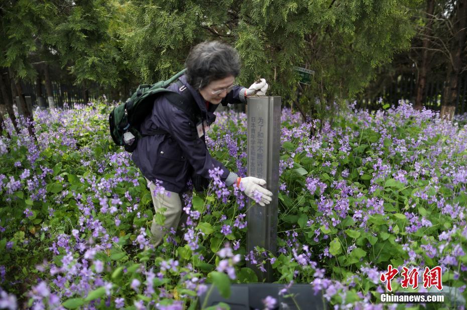 日本植树访华团走进南京种“和平”