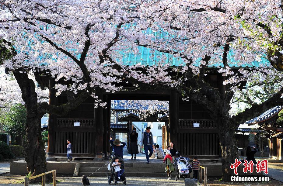 東京又至櫻花盛季 街頭觀(guān)花人群絡(luò)繹不絕