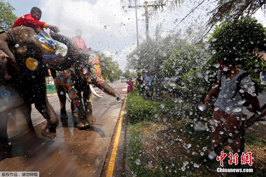 泰國開啟潑水節(jié)狂歡 大象噴水游客“遭殃”