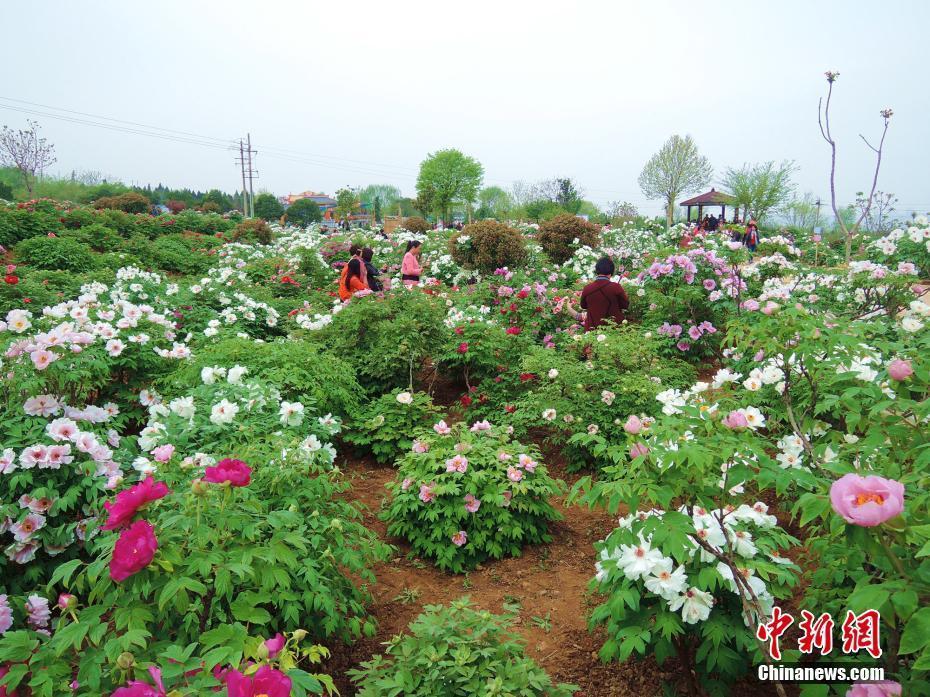 古都洛陽千畝牡丹園再現(xiàn)“武皇巡園”