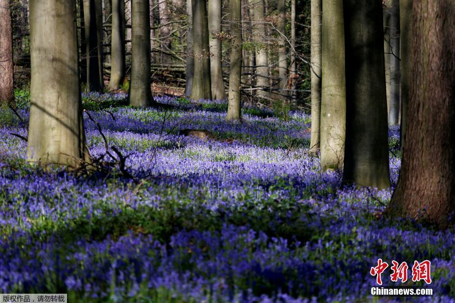 比利时树林铺满蓝铃花似紫色地毯