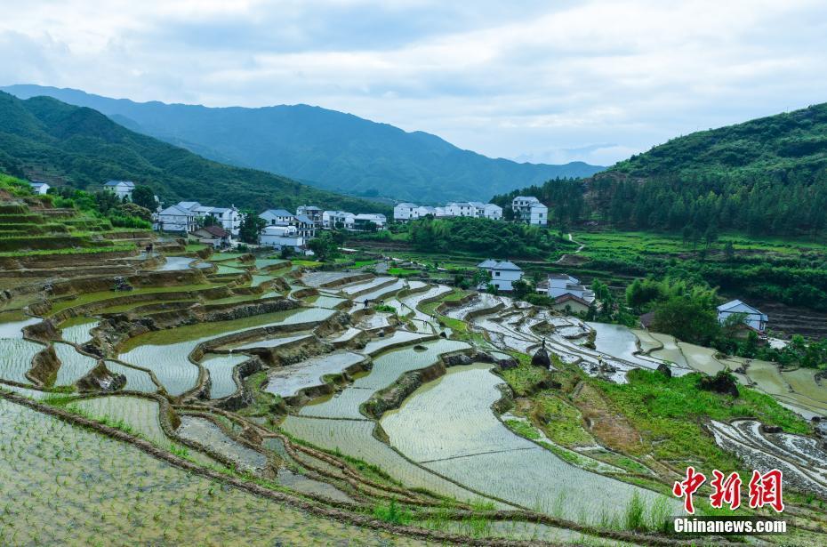 芒種節(jié)氣將至 江西橫峰千畝梯田耕種忙