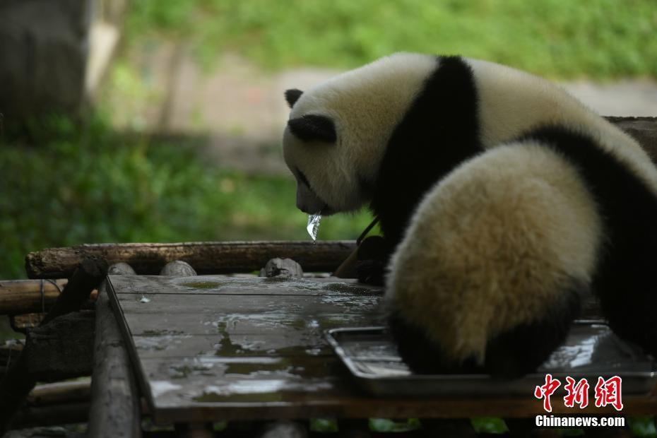 重慶動物園為大熊貓送冰塊消暑