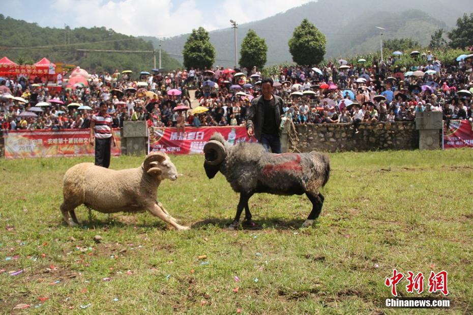 2017涼山火把節(jié)開幕 斗牛斗羊大賽引眾人圍觀