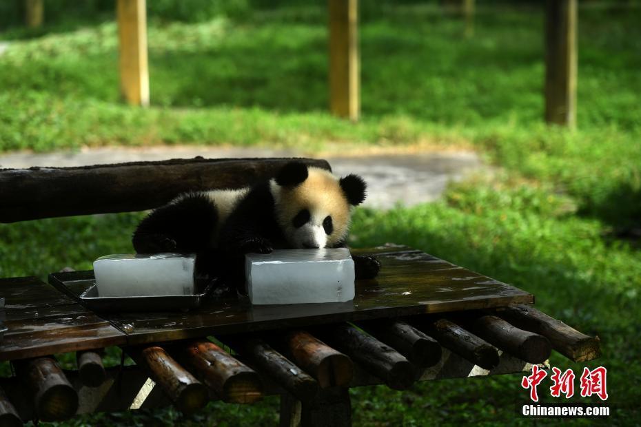 重慶動(dòng)物園為大熊貓送冰塊消暑