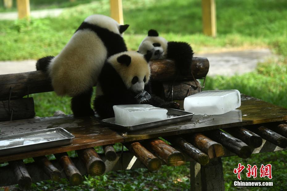 重慶動(dòng)物園為大熊貓送冰塊消暑