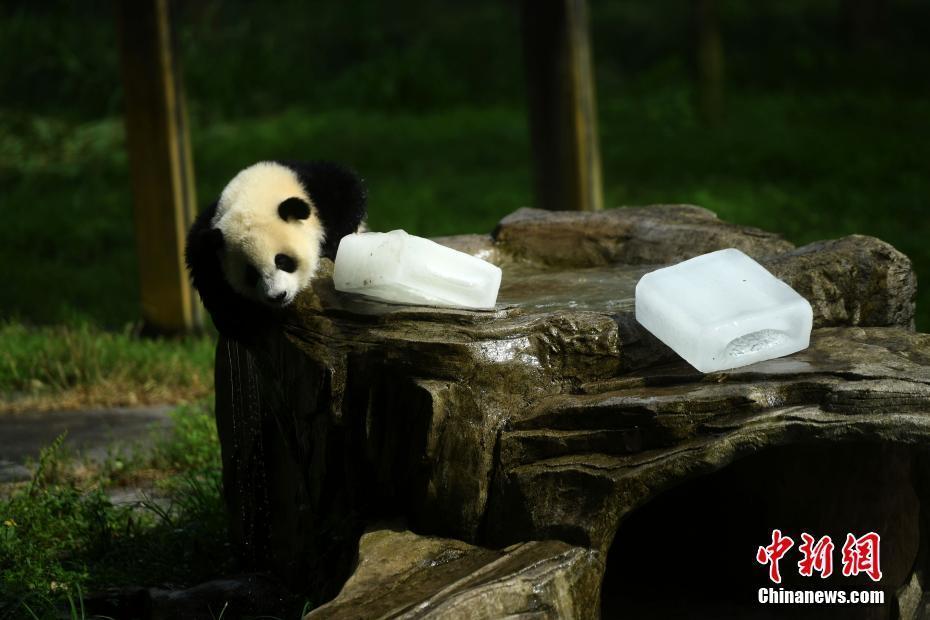 重慶動(dòng)物園為大熊貓送冰塊消暑