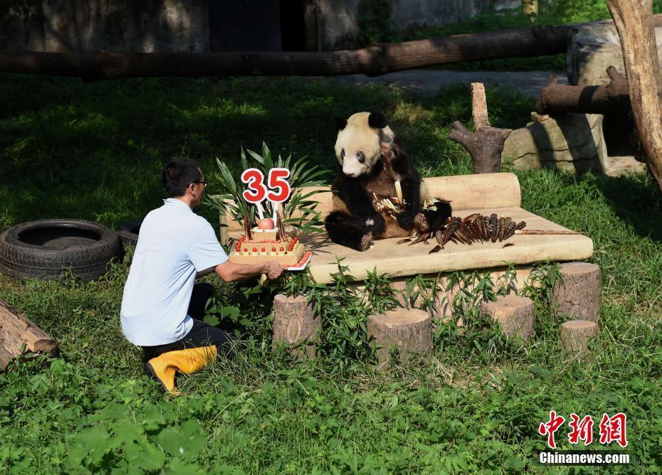 重慶動物園為大熊貓“新星”舉辦35歲生日會