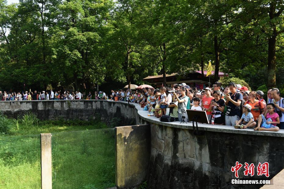 重慶動(dòng)物園為大熊貓“新星”舉辦35歲生日會(huì)