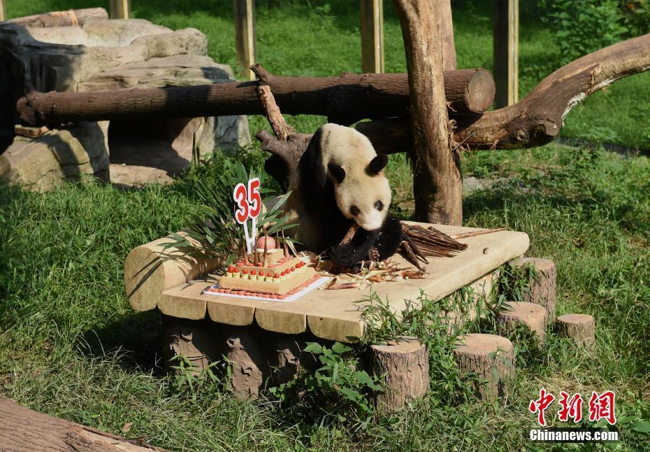 重慶動(dòng)物園為大熊貓“新星”舉辦35歲生日會(huì)