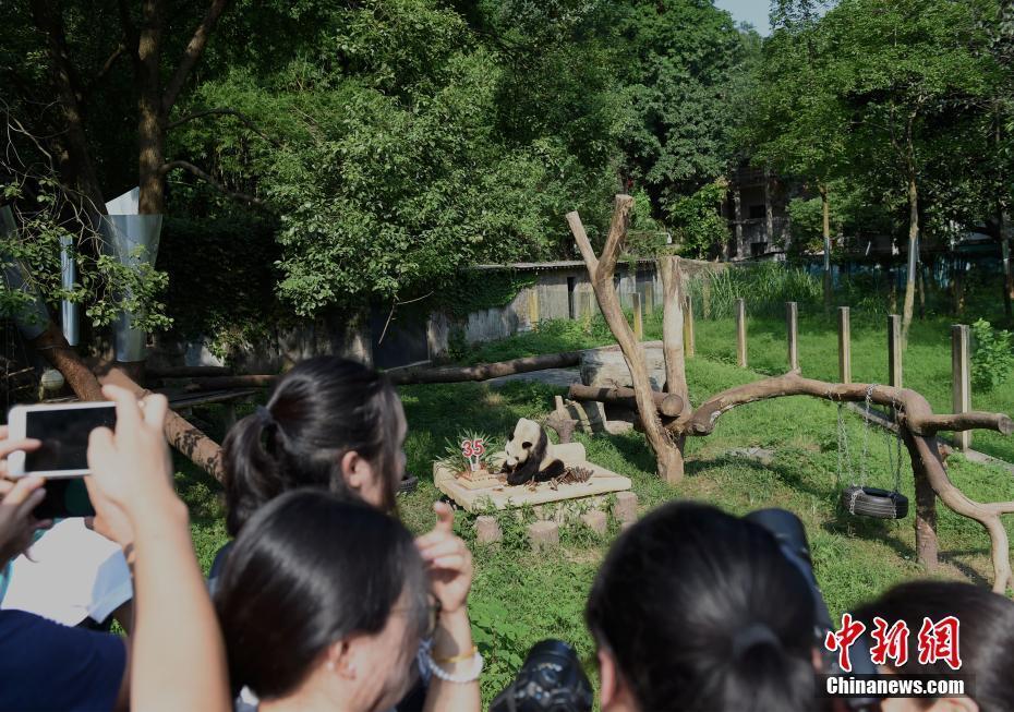 重慶動物園為大熊貓“新星”舉辦35歲生日會