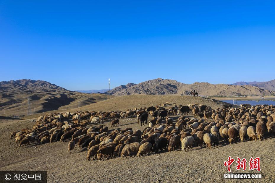 新疆哈薩克族牧民千里跋涉轉(zhuǎn)場 場面恢弘