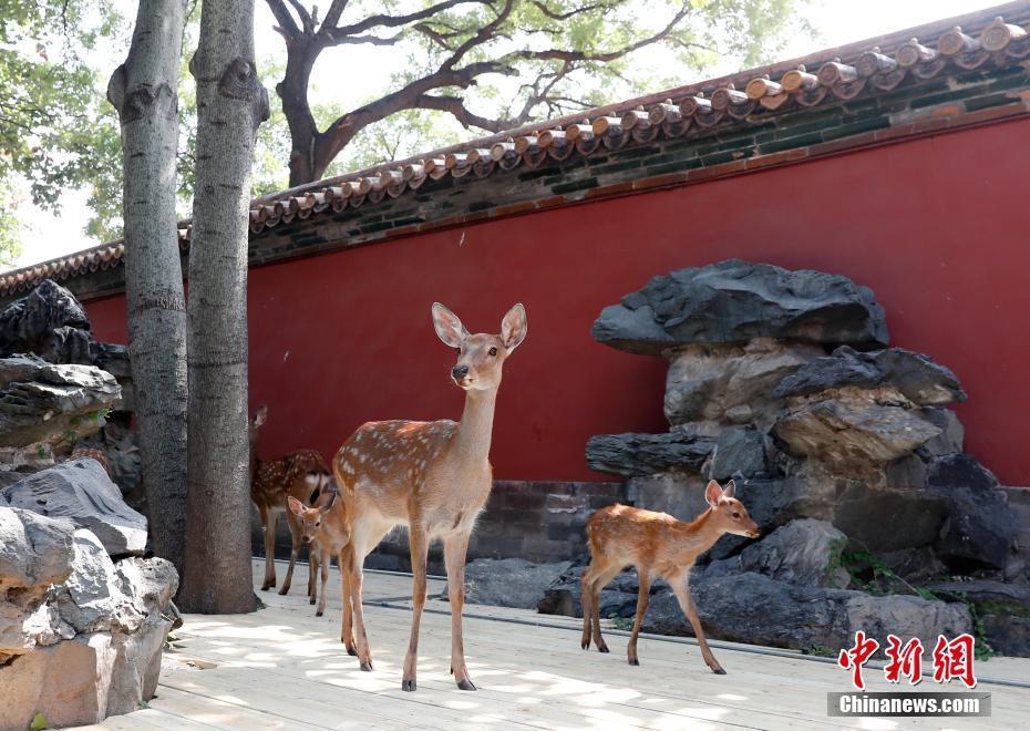 九只梅花鹿亮相北京故宮博物院