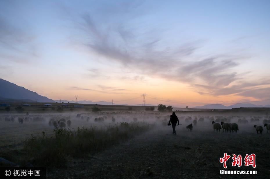 俯拍土耳其牧民趕羊回家 塵土飛揚(yáng)浩浩蕩蕩