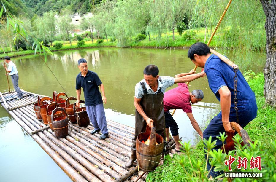 江西婺源村民用6800尾紅鯉拼巨型“國旗”