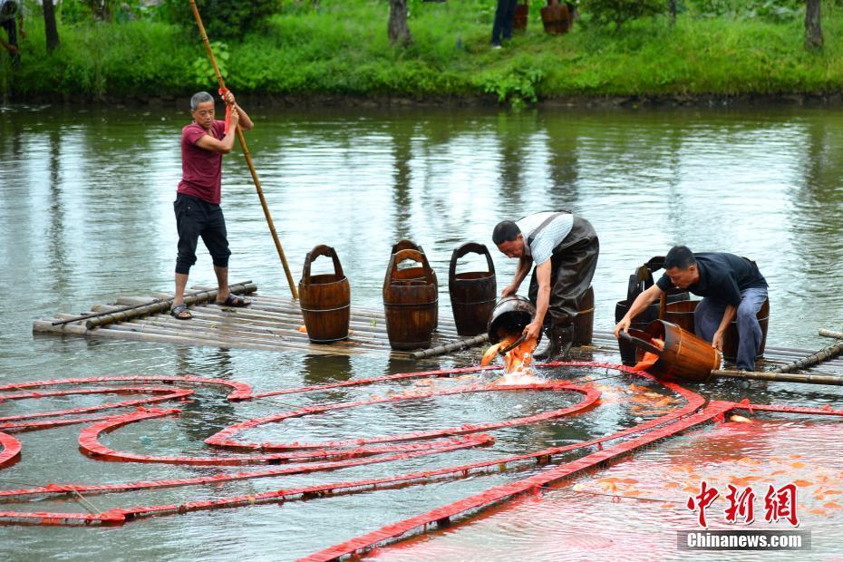 江西婺源村民用6800尾紅鯉拼巨型“國旗”