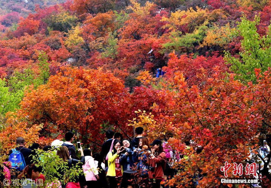 北京紅葉進(jìn)入最佳觀賞期 眾多市民踏秋賞景