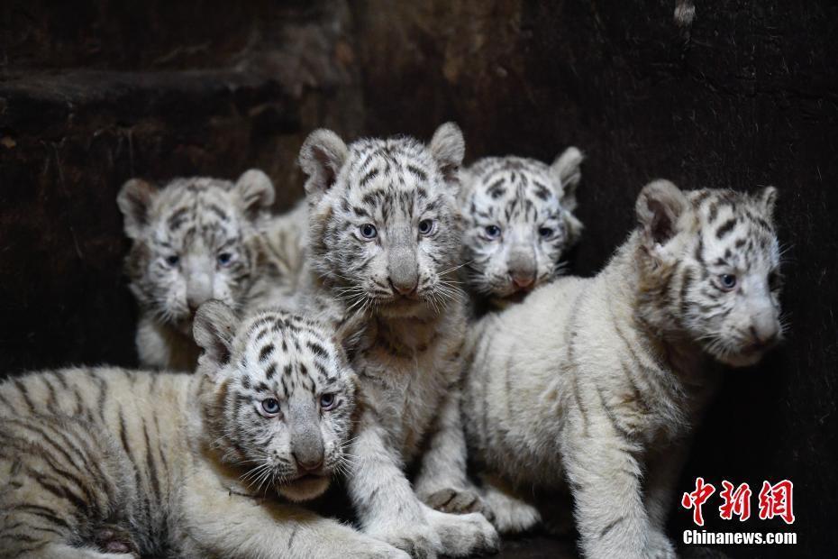 云南野生動物園白虎媽媽破紀錄產下6胞胎