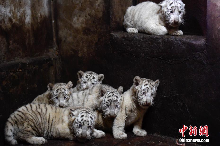 云南野生動物園白虎媽媽破紀(jì)錄產(chǎn)下6胞胎