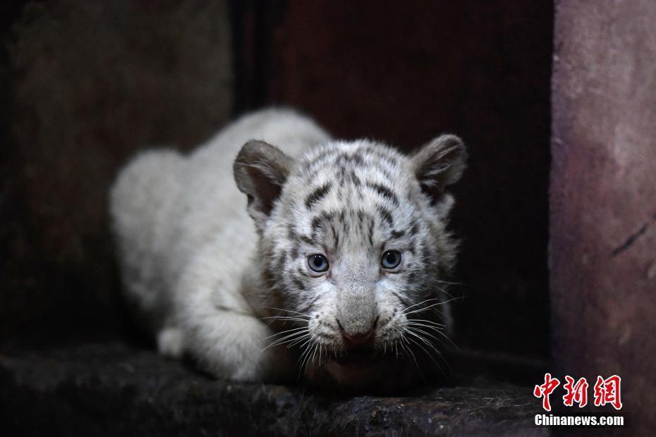 云南野生動(dòng)物園白虎媽媽破紀(jì)錄產(chǎn)下6胞胎