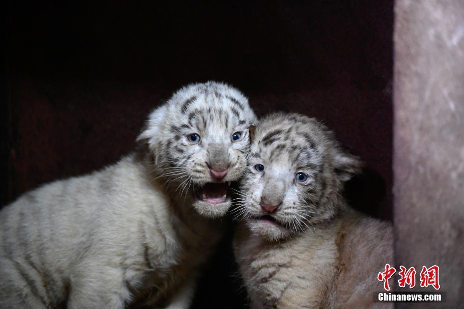 云南野生動物園白虎媽媽破紀錄產(chǎn)下6胞胎