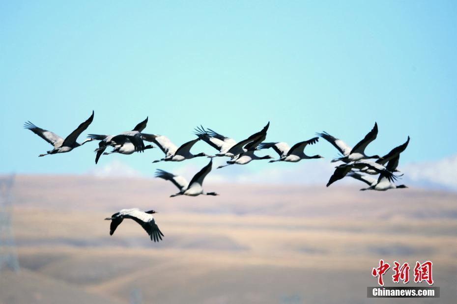 候鳥(niǎo)遷徙高峰期 十萬(wàn)多只候鳥(niǎo)云集青海湖