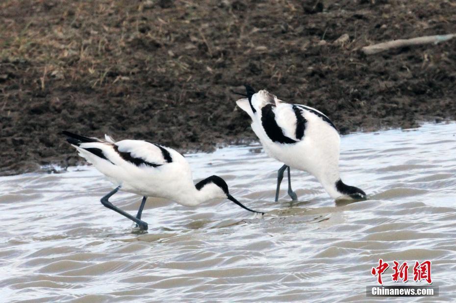 候鳥遷徙高峰期 十萬多只候鳥云集青海湖